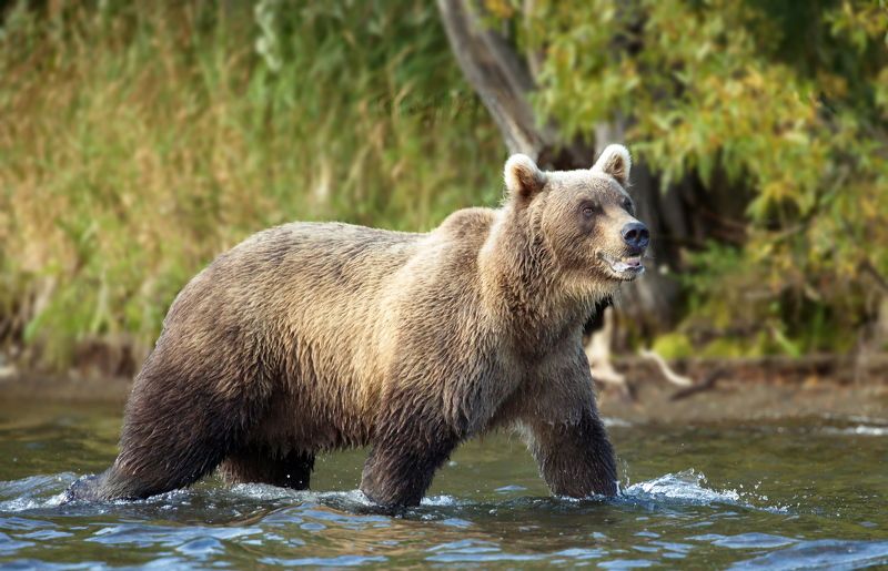 Камчатка  сентябрь 2024 фото превью