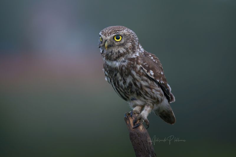 Ночная птица фото превью