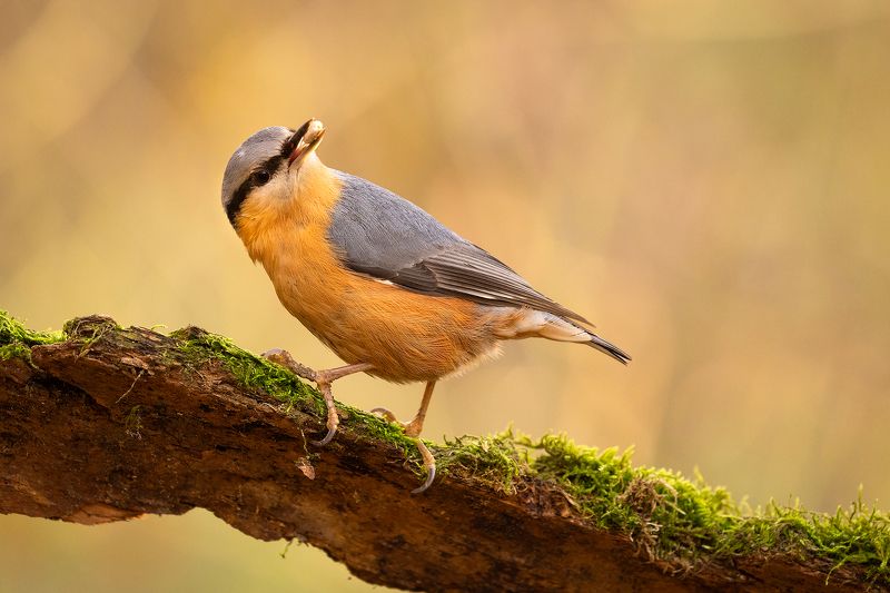 Nuthatch фото превью
