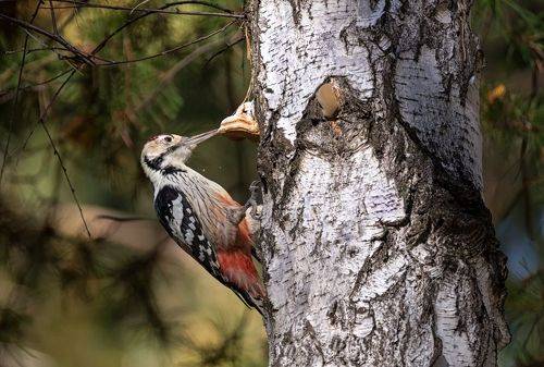 Белоспинный дятел. 2 ФОТО