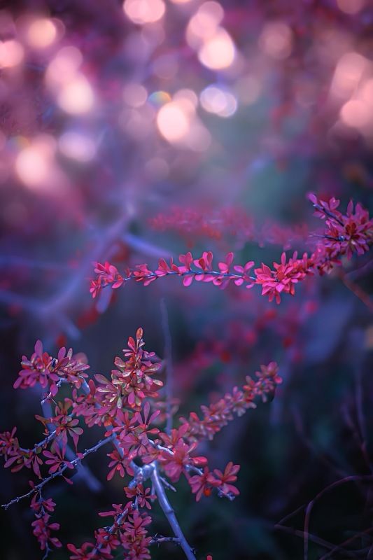 макро, macro Барбарис фото превью