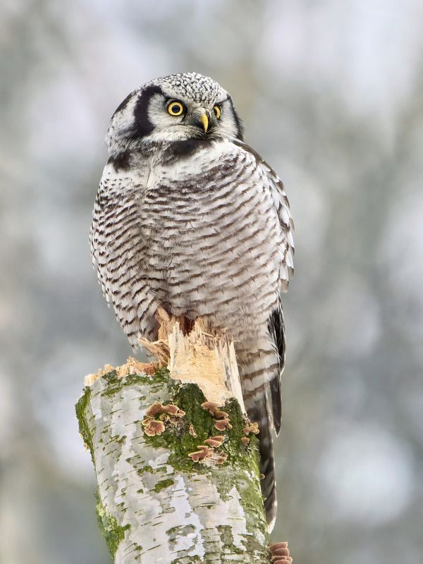 ястребиная сова,сова,northern hawk-owl,owl,surnia ulula, Ястребиная сова фото превью