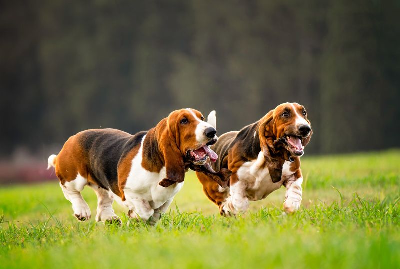 Dogs in Motion фото превью