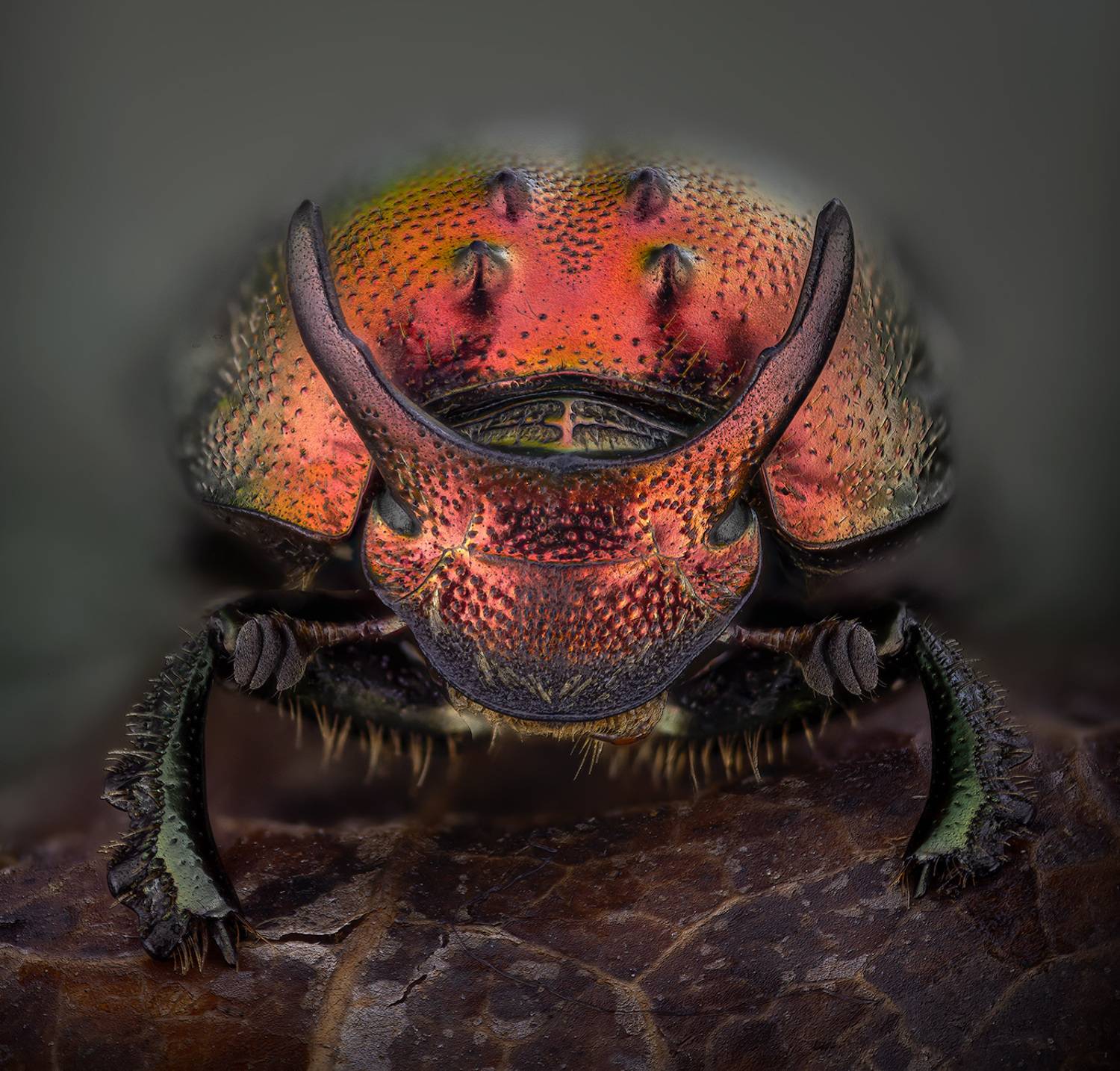 coleoptera, scarabaeidae, proagoderus rangifer, калоед, mė&scaron;lavabalis, Kavaliauskas Eugenijus