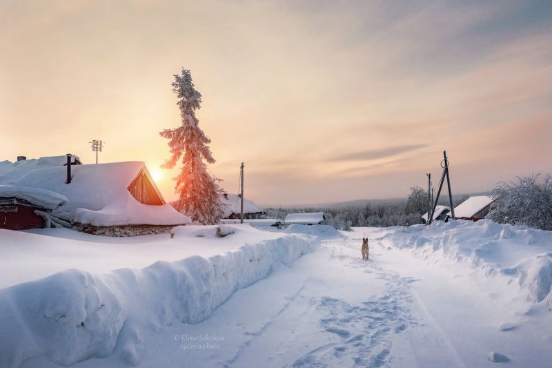 баская, деревня, поселок, улица, зима, собака Наблюдатель фото превью