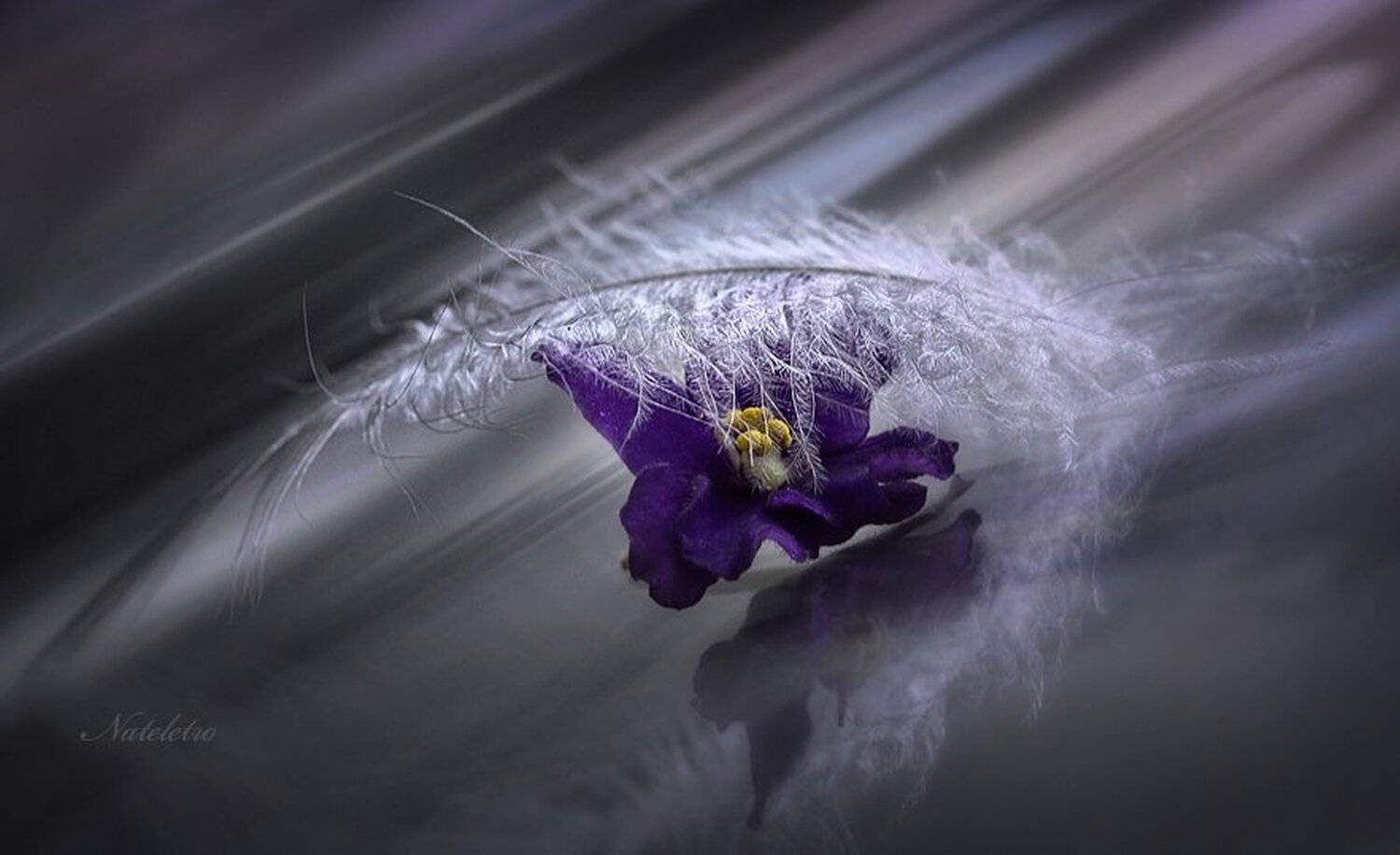 фиалка, пёрышко, отражение, Nateletro