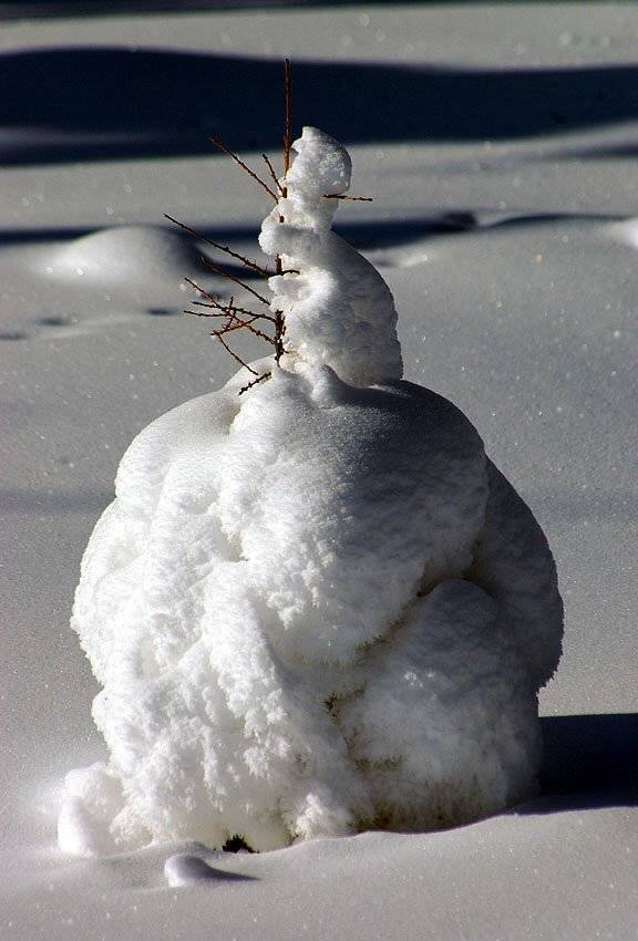 лиственица, снег, Солодухин Виктор