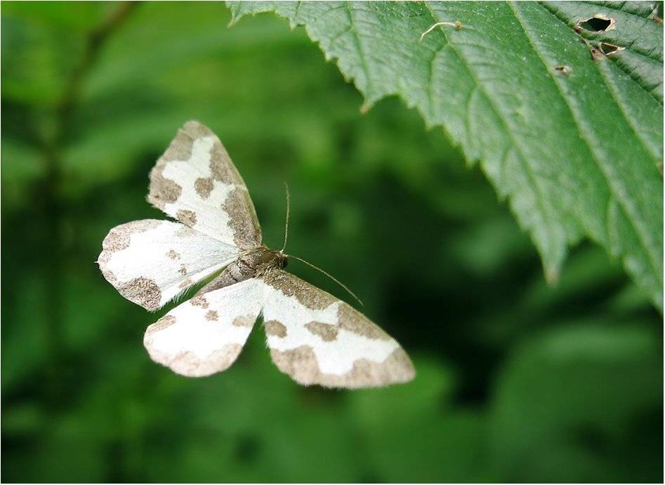 бабочка, КарОл