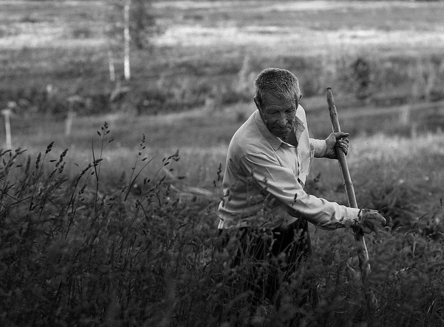 деревня, покос, Василий Черкасский