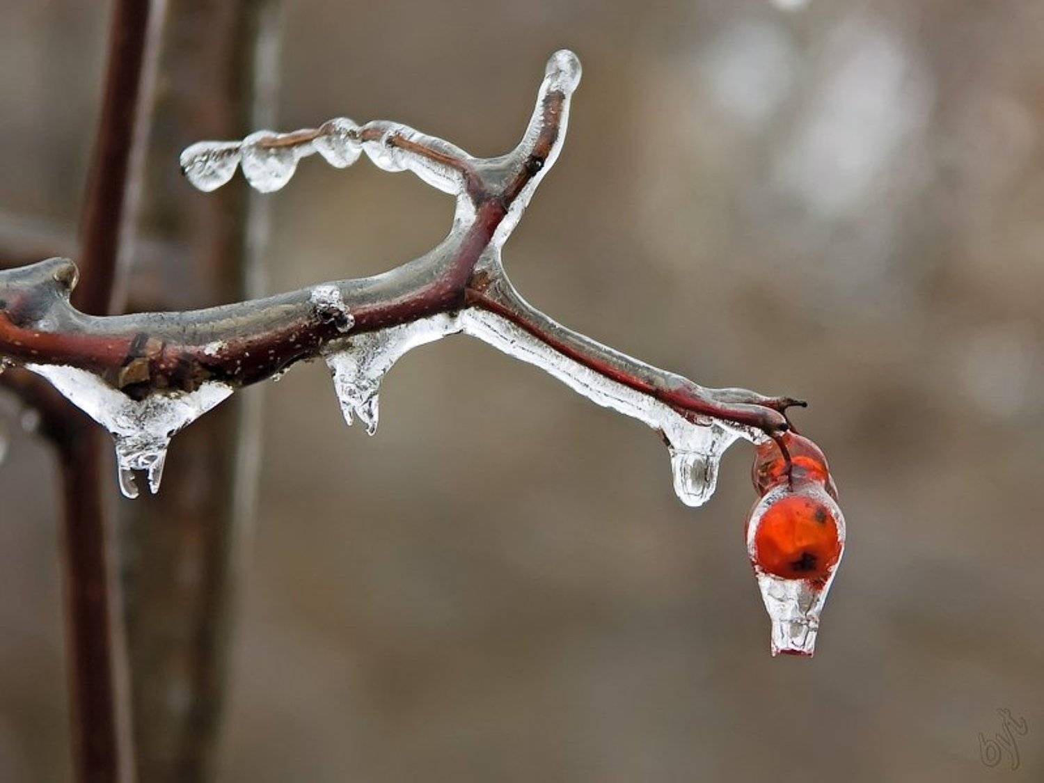 рябина, лед, мороз, дождь, Виктор Бут