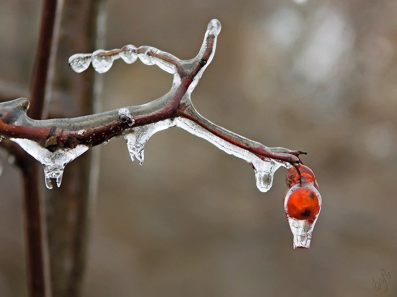 рябина, лед, мороз, дождь * * * фото превью