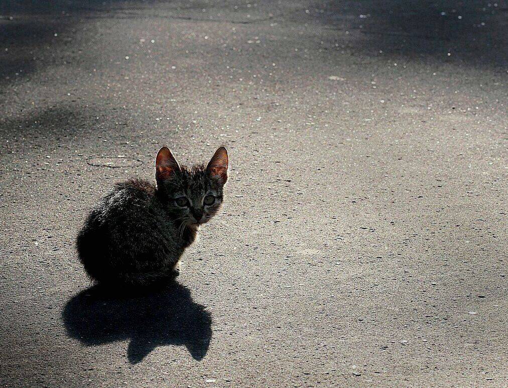 котенок, одиночество, Василий Черкасский