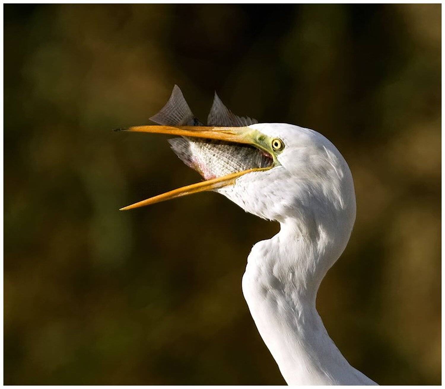 большая, белая, цапля, ardea, alba, израиль, Elizabeth Etkind