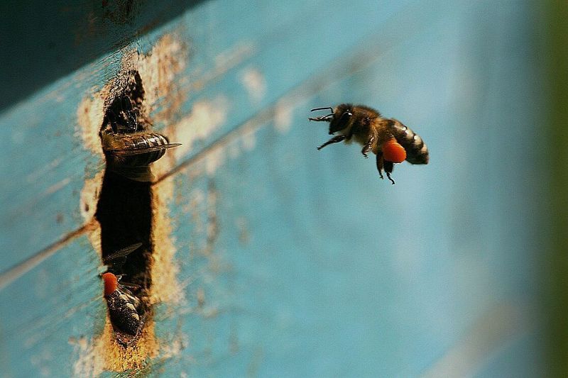 пчела, пыльца Домой фото превью
