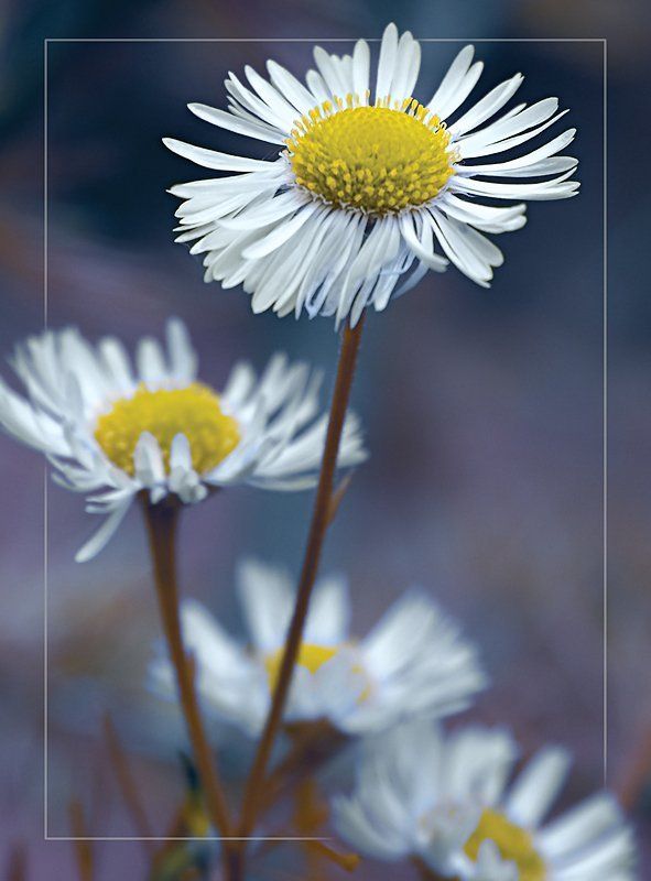 цветы, ромашки *** фото превью