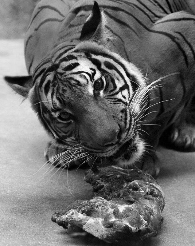 Это - моя добыча! фото превью