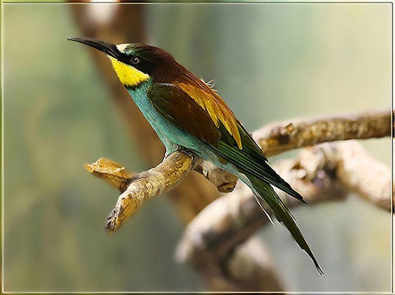 Щурка фото превью