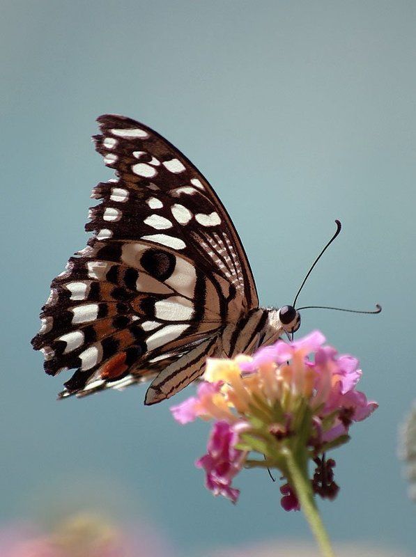 бабочка Бабочка фото превью