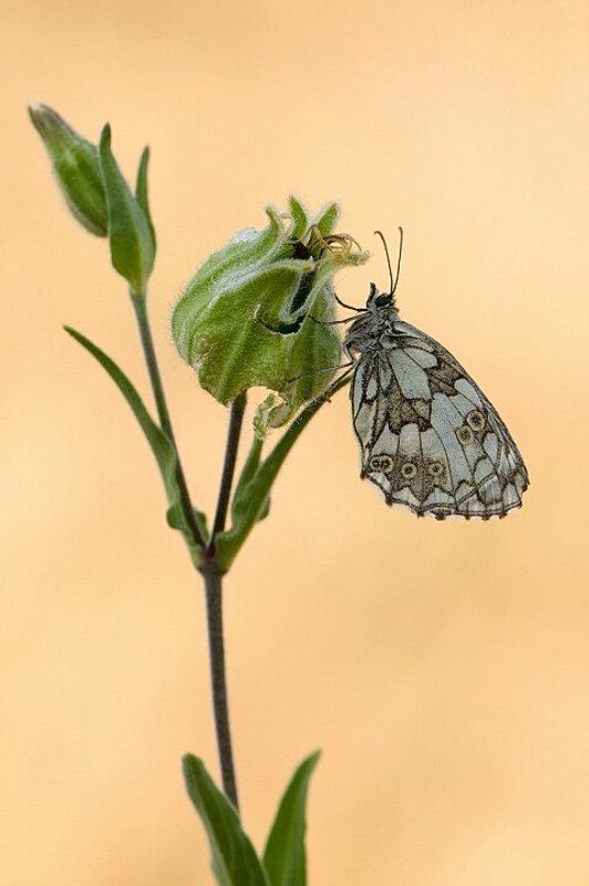 природа, лето, бабочка, галатея Галатея фото превью