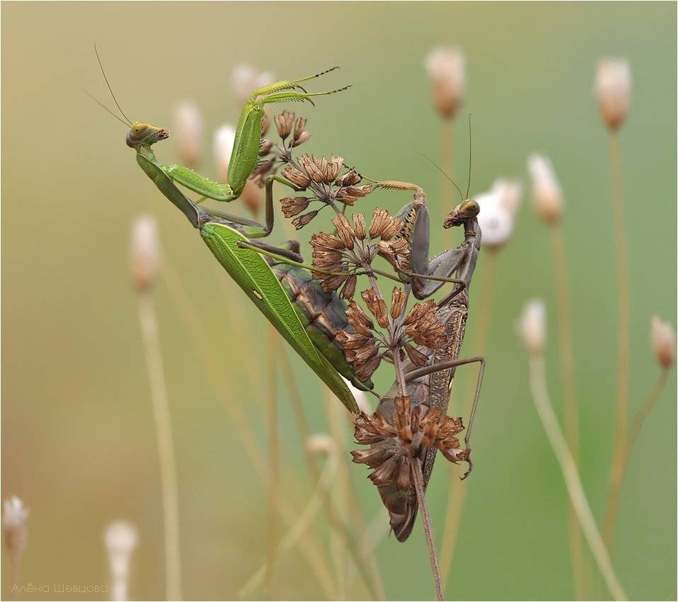 , Алена Шевцова