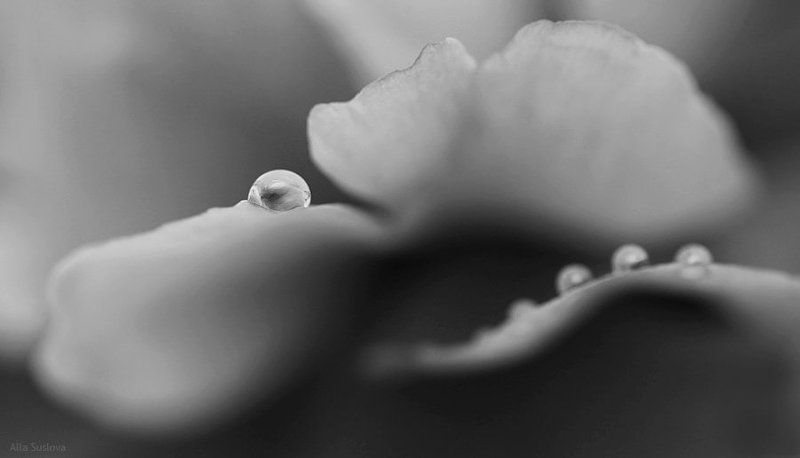 ***** фото превью