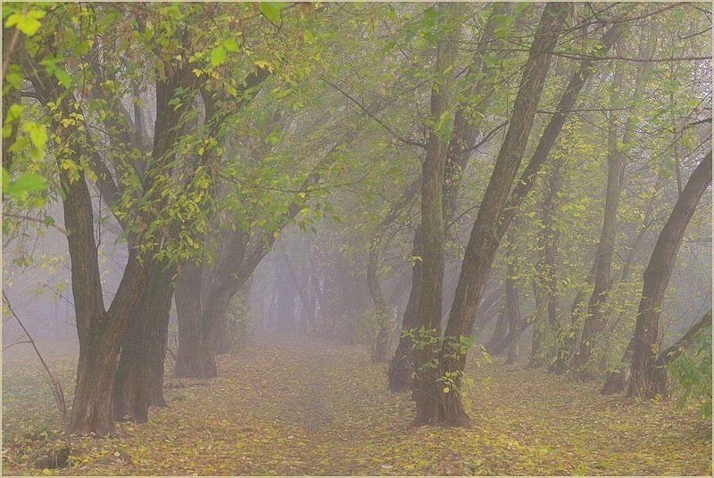 Туманным утром фото превью