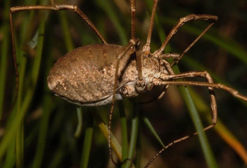 сенокосец, opiliones Марсианский треножник, на ходу, недорого фото превью