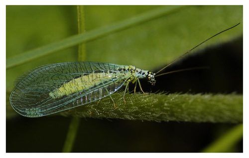 Златоглазка (Chrysopa sp)