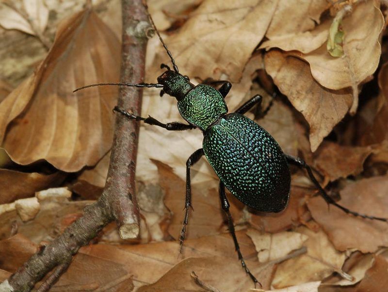 Жужелица крымская (Carabus tauricus) фото превью