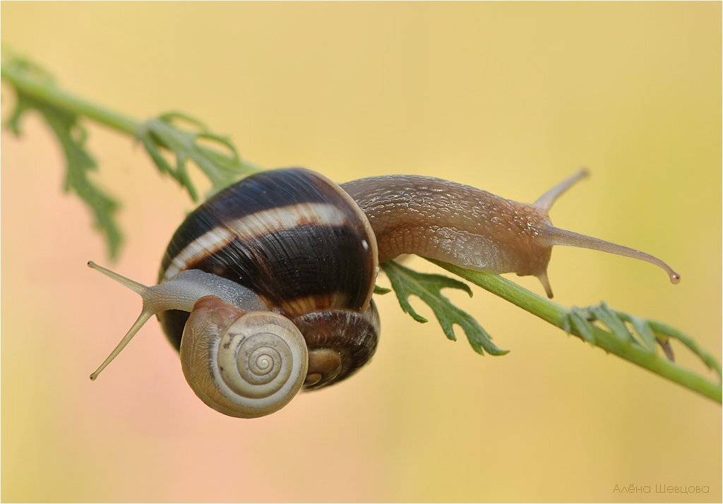 , Алена Шевцова