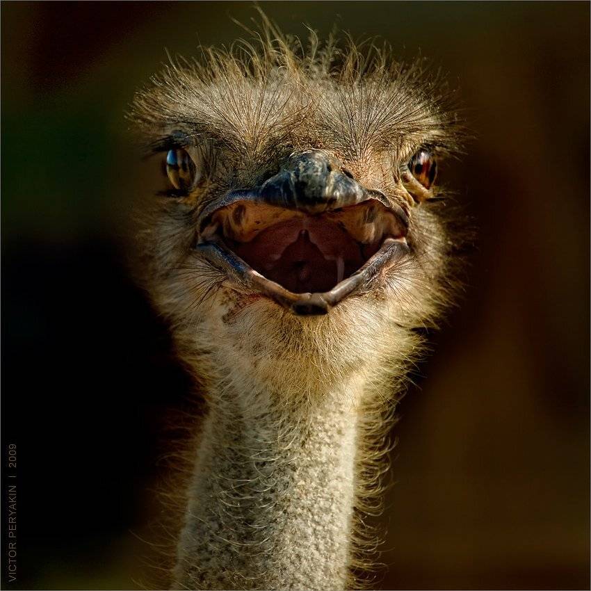 страус, голос, счастье, птица, Виктор Перякин