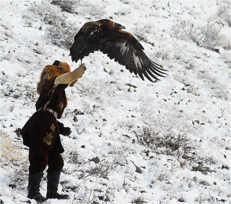 Беркут уходит в отрыв фото превью