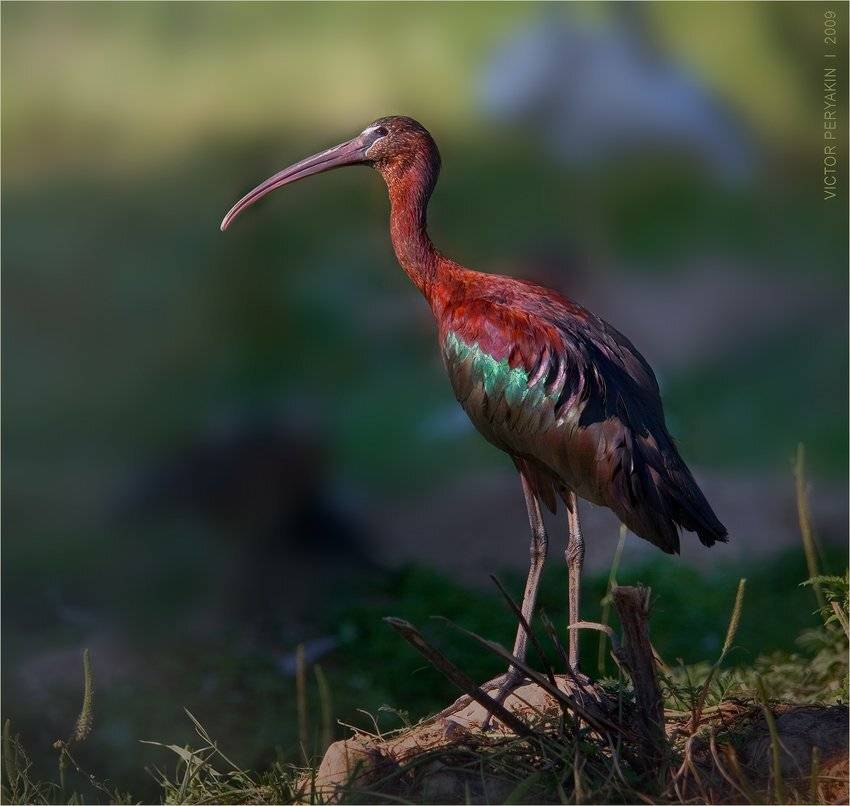 каравайка, glossy, ibis, птица, шейка, красная, клюв, Виктор Перякин