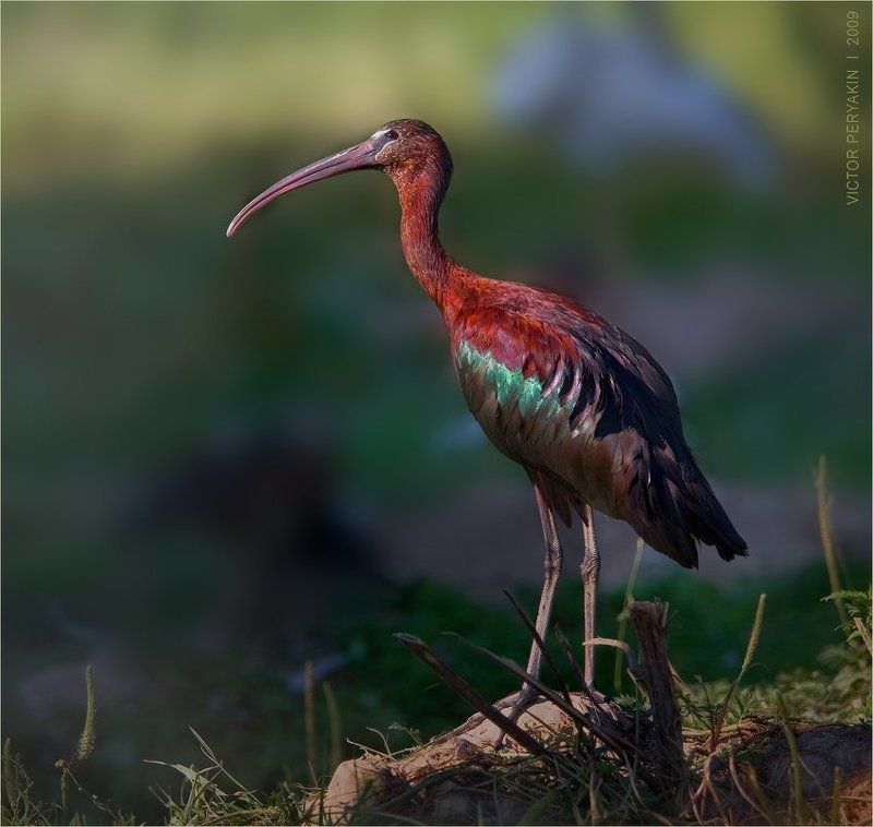 Красная шейка
