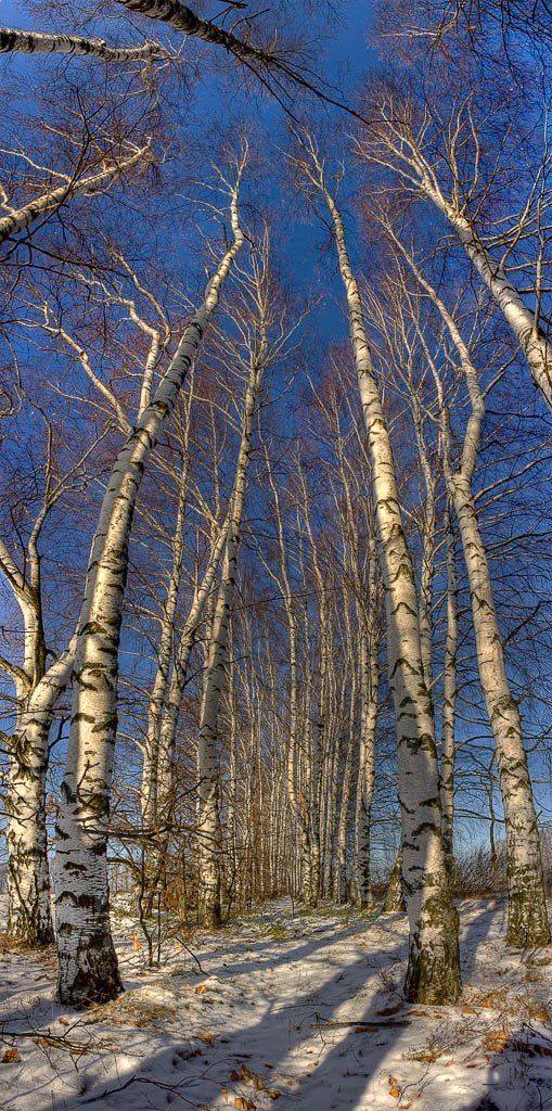 березы, посадки, снег, Mishin Ilay