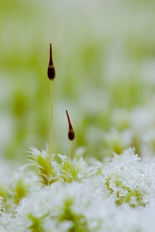 мох, снег Зима пришла фото превью