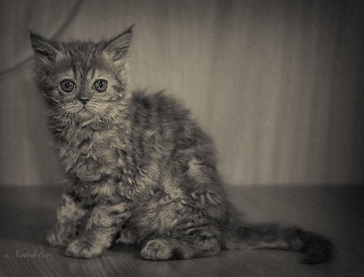 кошка, селкирк-рекс, котёнок, рыжик, Nateletro