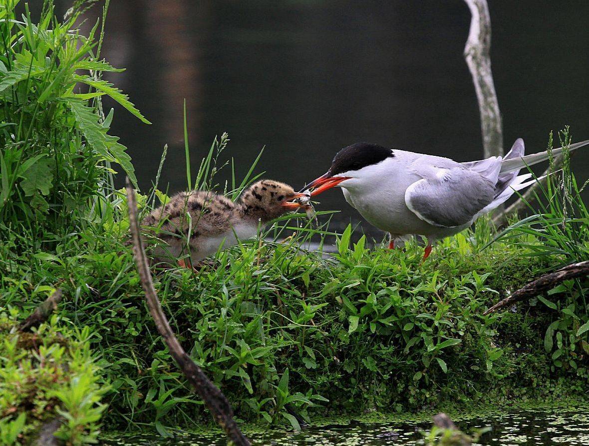 чайки, птенец,кормление, Василий Черкасский