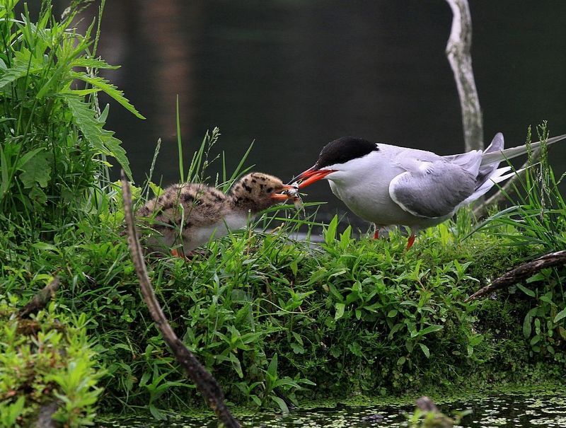 чайки, птенец,кормление Кушай, сынок фото превью