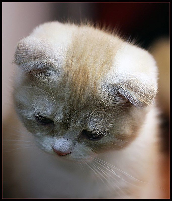 **** фото превью