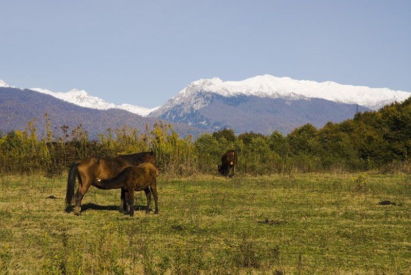 абхазия, страна души Осенний пейзаж. фото превью