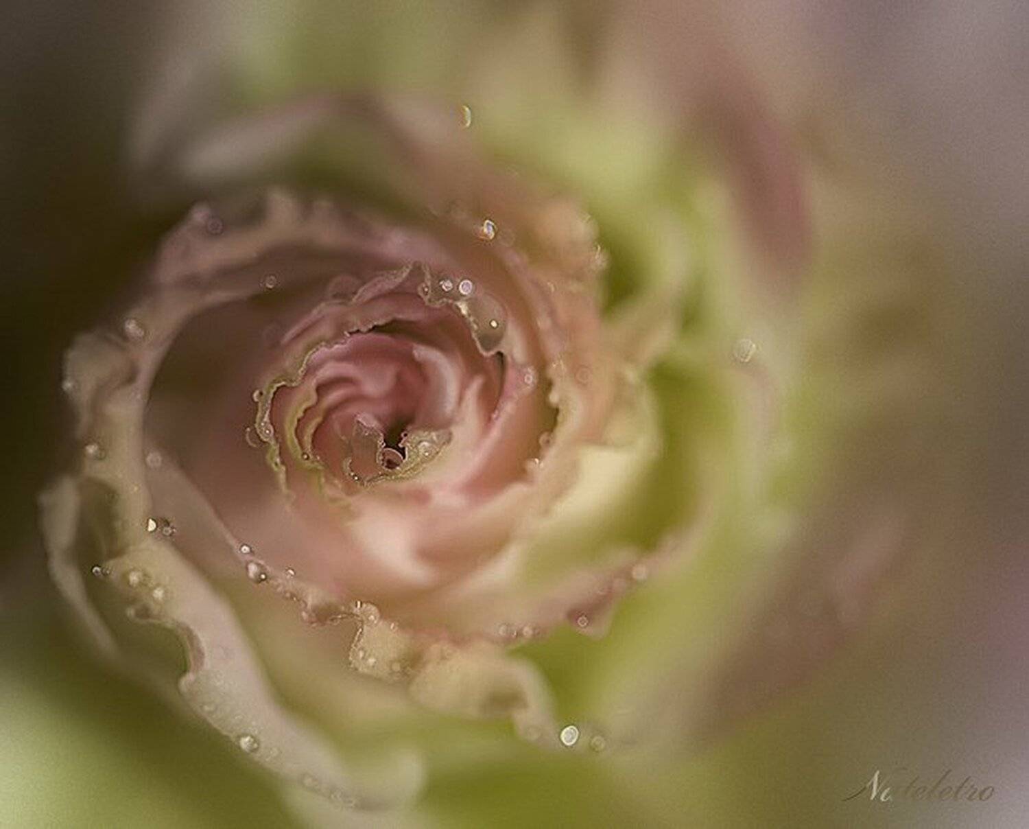 цветок, эустома, капельки, макро, Nateletro