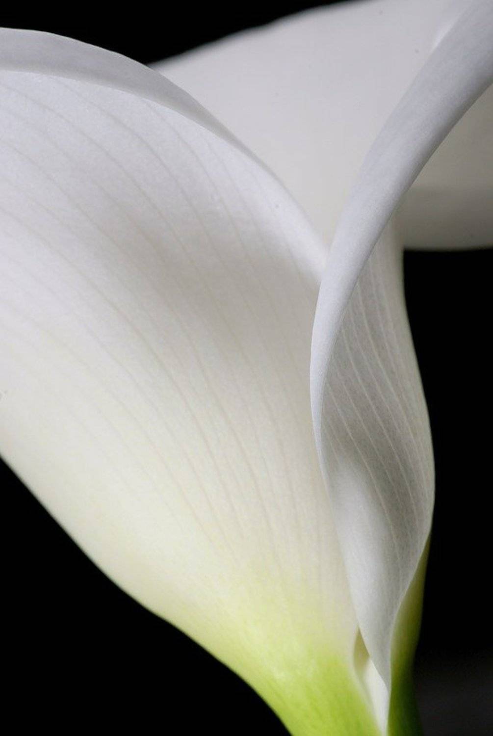 макро, цветы, Qyo