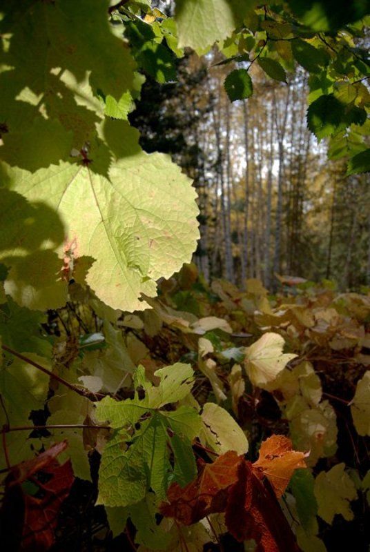 новосибирск  фото превью