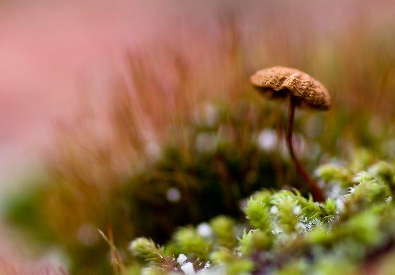 зима, гриб, призрак Грибной призрак в начале зимы фото превью
