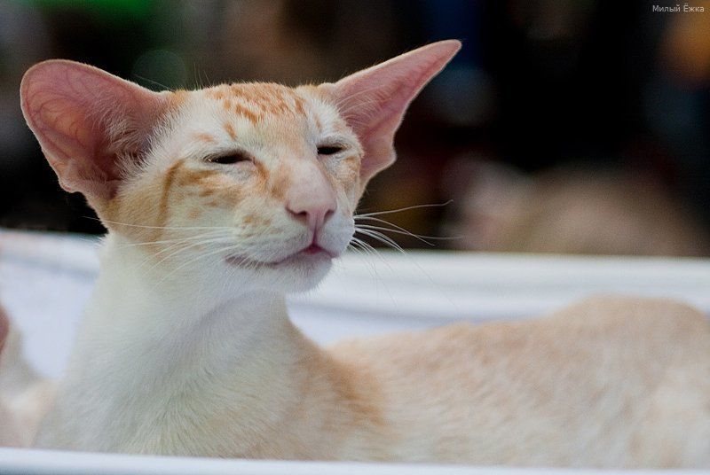 котэ Магистр Йода. Детство. фото превью