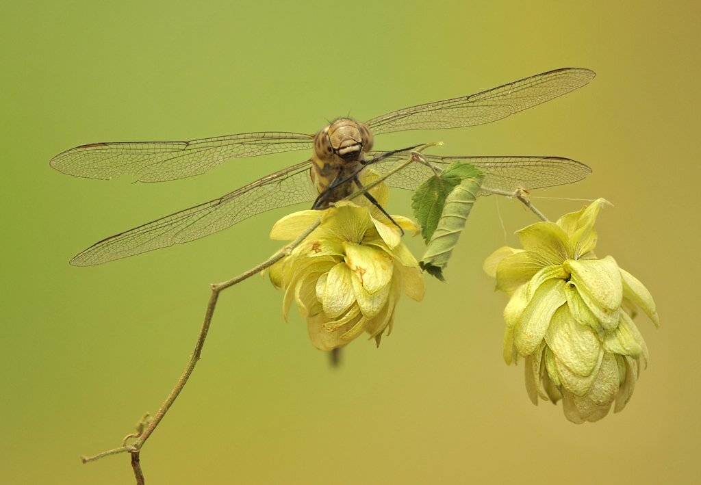 , Алена Шевцова