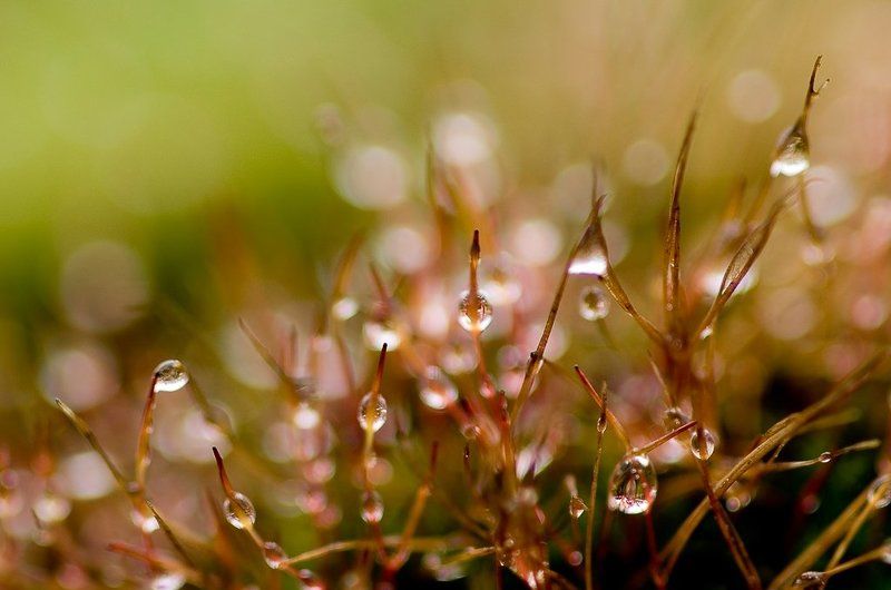 мох, капли, осень Прощальные слезы осени фото превью