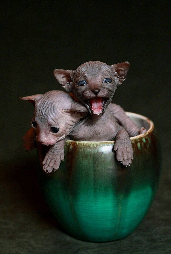 котята, Василий Черкасский