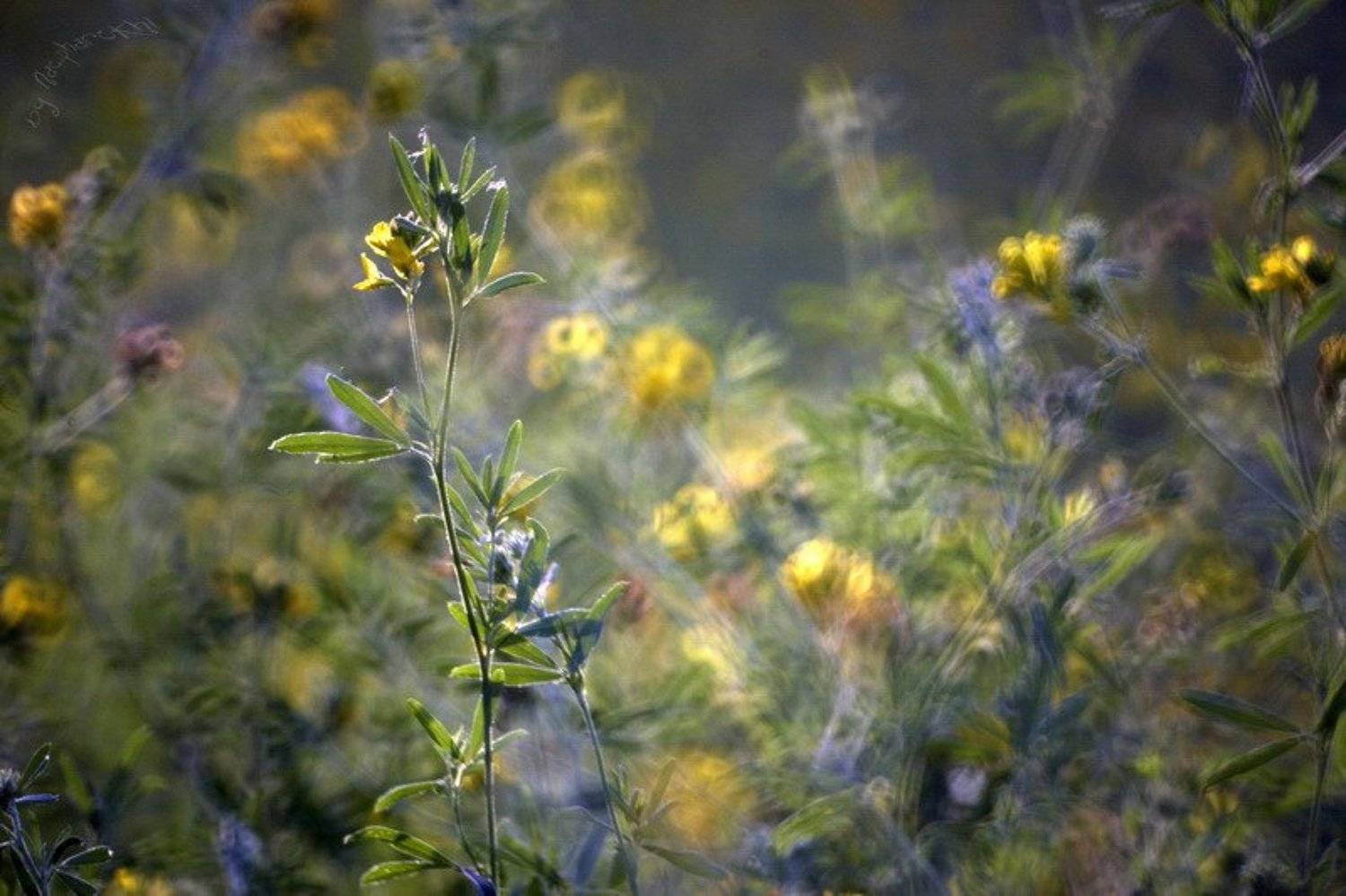 , Кирилл Брага